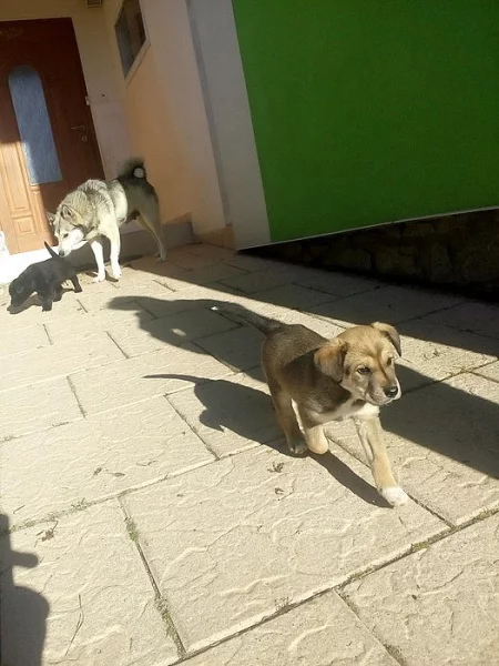 Nabízíme štěňata západosibiřské lajky