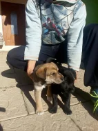 Nabízíme štěňata západosibiřské lajky