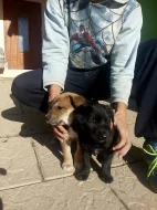 Nabízíme štěňata západosibiřské lajky