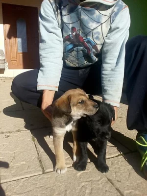 Nabízíme štěňata západosibiřské lajky