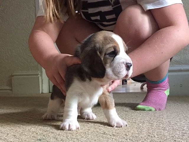 Krásné beagle puppy na prodej.