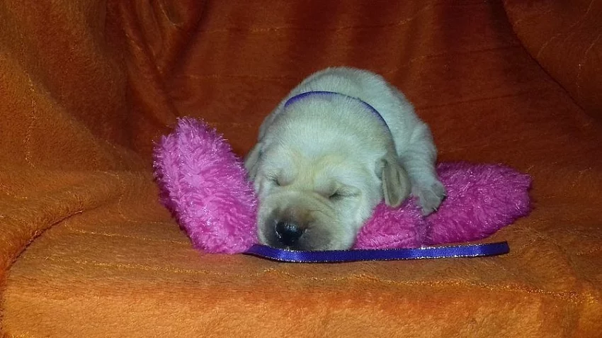 Labradorský retriever s PP