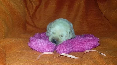 Labradorský retriever s PP