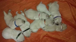 Labradorský retriever s PP