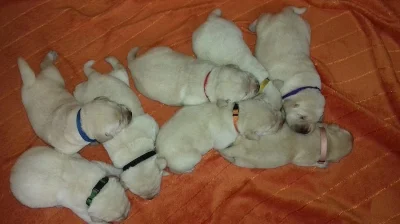 Labradorský retriever s PP