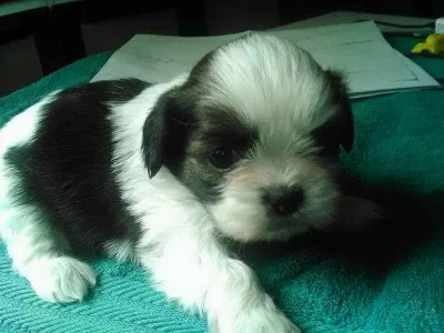 Prijimam rezervace na stenatka shi tzu