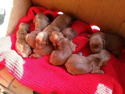 Štěňata zlatého kokršpaněla