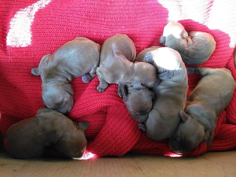 Štěňata zlatého kokršpaněla