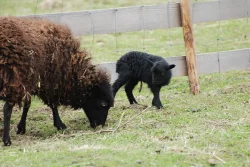 prodám za rozumnou cenu