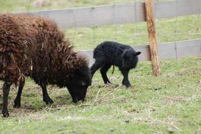 prodám za rozumnou cenu