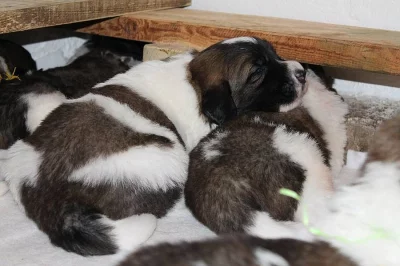 Moskevský strážní pes - prodám štěňata s PP FCI