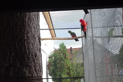 Papoušek královský