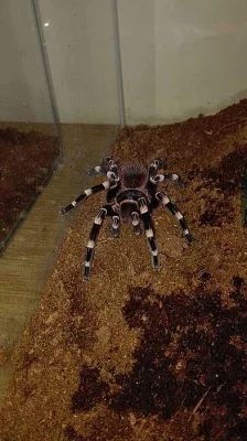 Samice Acanthoscurria geniculata