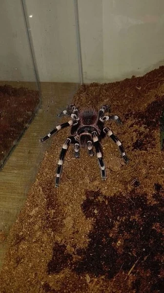Samice Acanthoscurria geniculata