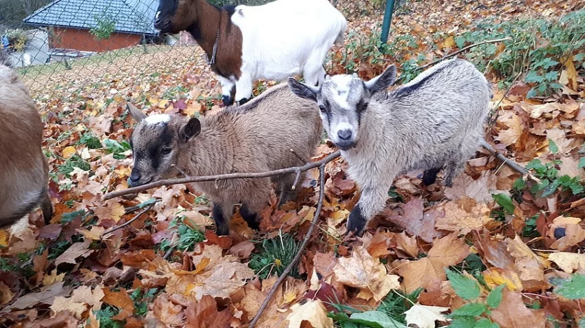 Kozičky kamerunské