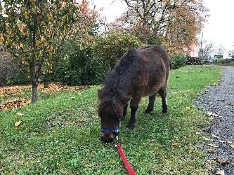 Shetlandský hřebeček