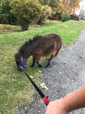 Shetlandský hřebeček