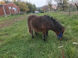 Shetlandský hřebeček