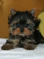 Štěňata jorkšírského teriéra