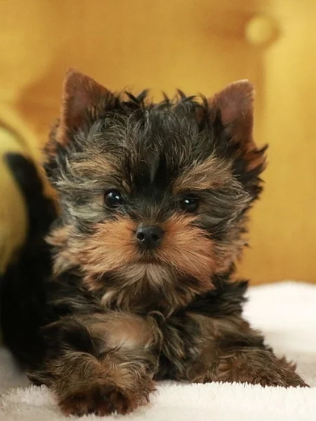 Štěňata jorkšírského teriéra