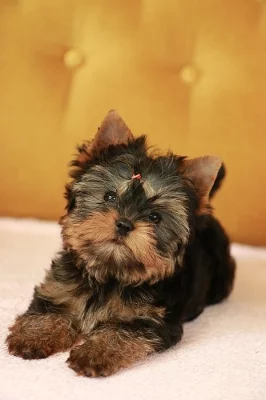 Štěňata jorkšírského teriéra