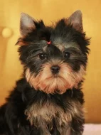 Štěňata jorkšírského teriéra