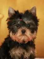 Štěňata jorkšírského teriéra