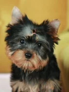 Štěňata jorkšírského teriéra