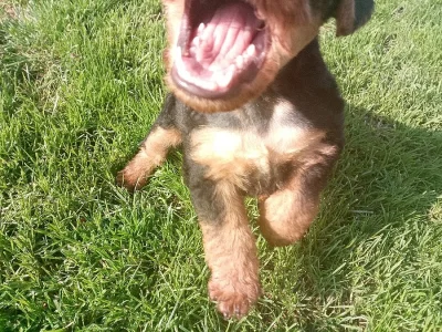 Velšteriér - 2měsíční štěně