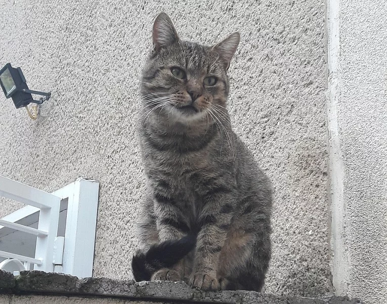 Ujměte se nalezeného kocourka