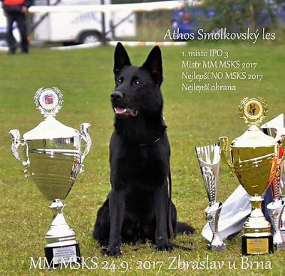 Prodám německý ovčák štěňata černá z PP