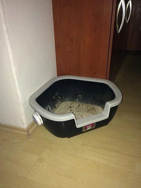 Černý kocour = daruji kocku