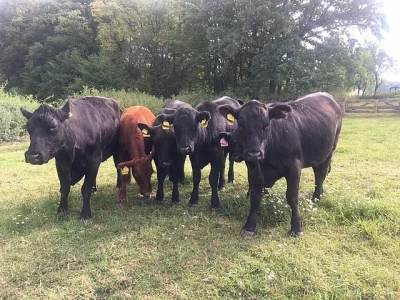 Aberdeen Angus