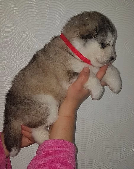Alaskan Malamute