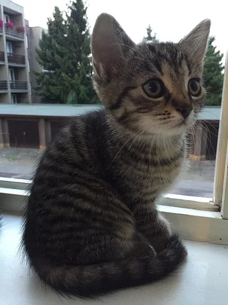 Daruji koťátko, kočičku