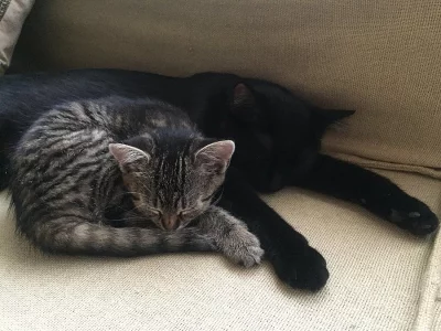 Daruji koťátko, kočičku