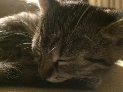 Daruji koťátko, kočičku