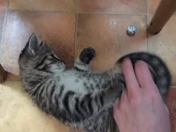 Daruji koťátko, kočičku