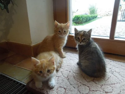 Kdo se ujme kotátek?