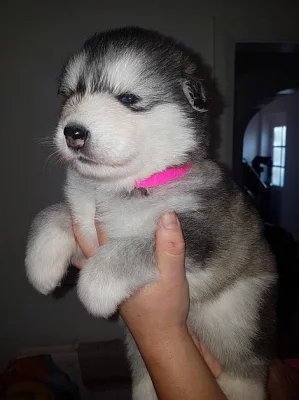 Alaskan Malamute