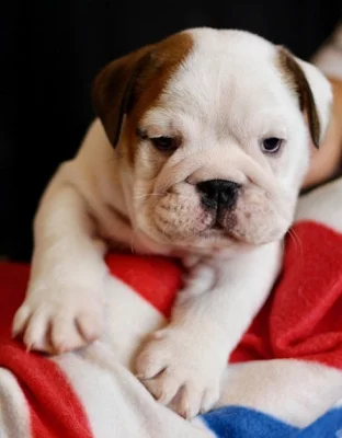 Roztomilé anglické buldok štěňátka