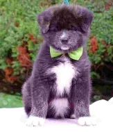 Japonská Akita Inu s PP