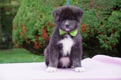 Japonská Akita Inu s PP