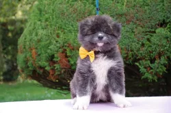 Japonská Akita Inu s PP