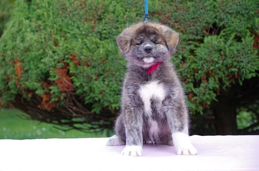 Japonská Akita Inu s PP