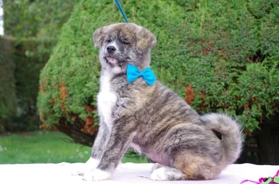 Japonská Akita Inu s PP