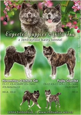 Japonská Akita Inu s PP