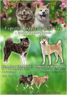 Japonská Akita Inu s PP