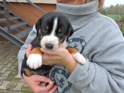 Appenzellský salašnický pes s PP