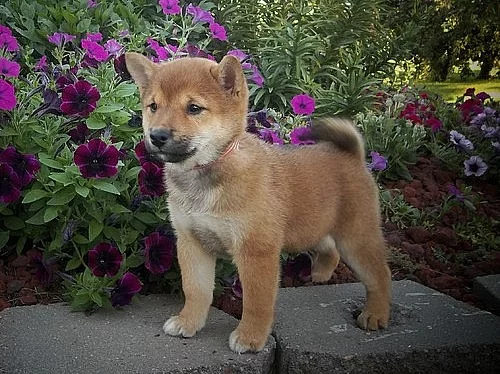 Shiba-Inu